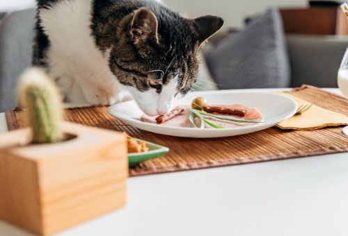 nutritie-servicii-kiraluk-veterinary-targoviste